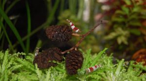 Glycerinové čípky závislost: Pravda o jejich užívání