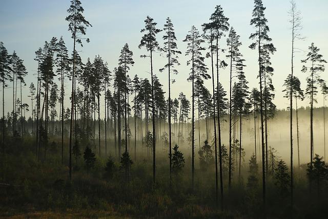 Ideální typy lesů pro sběr lysohlávek: Jak najít vhodná místa pro houbaření